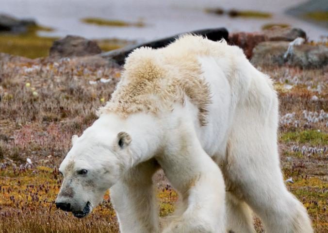 Fotografare un orso polare: ecco il senso legato ai cambiamenti climatici