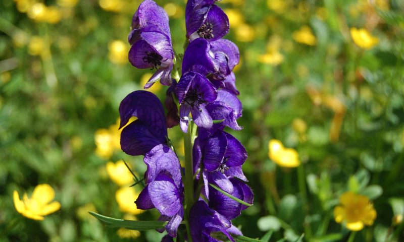 Fiori velenosi in montagna: ecco quelli da conoscere per evitarli