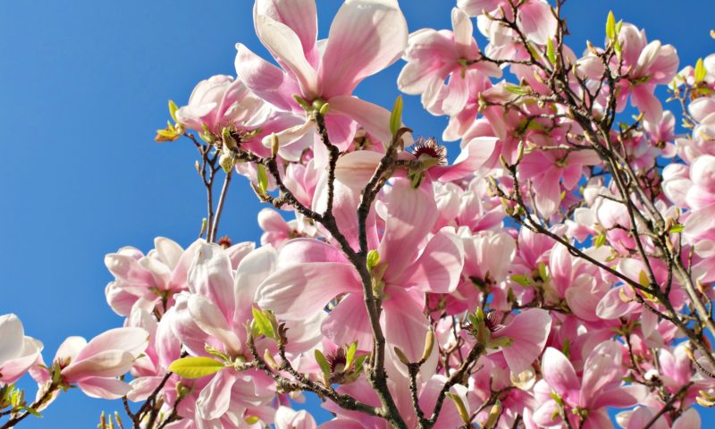 Consigli sulla montagna in primavera: come godersi questa stagione