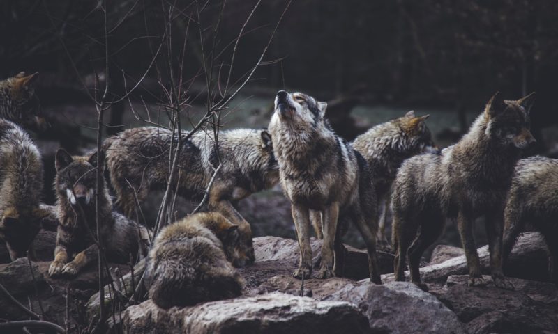 Montagna a casa: ecco come viverla tra le quattro mura