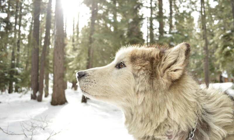 Ritorno del lupo: una bellissima notizia per la fauna delle montagne
