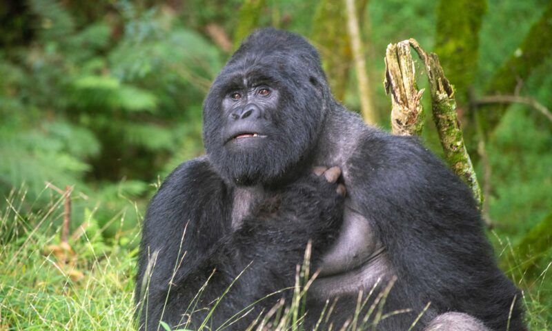 Gorilla di montagna: il dramma di chi li difende e finisce male