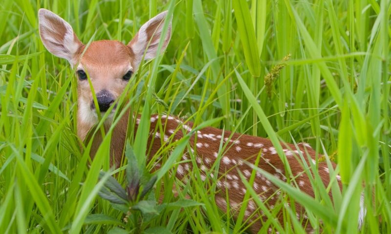 Cosa fare con un animale selvatico: consigli utili e pratici