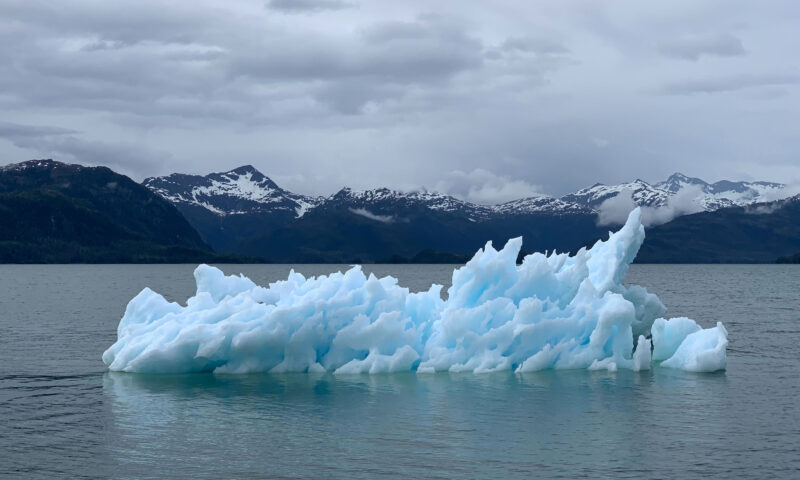 Ecco quali sono gli effetti dei cambiamenti climatici sulla salute delle piante