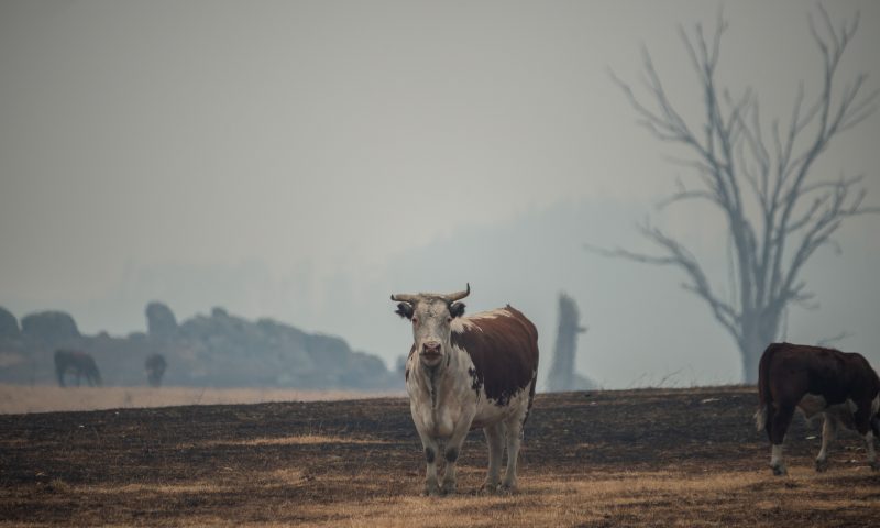 Giovani europei e cambiamenti climatici: ecco quale legame c’è