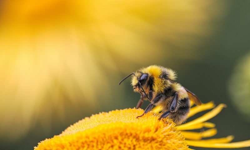Arriva l’assicurazione alle api per i cambiamenti climatici