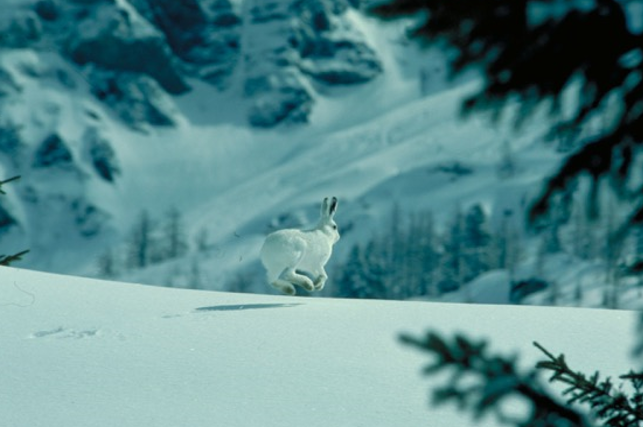 Unsere Freunde, auch im Winter – Respektiere deine Grenzen