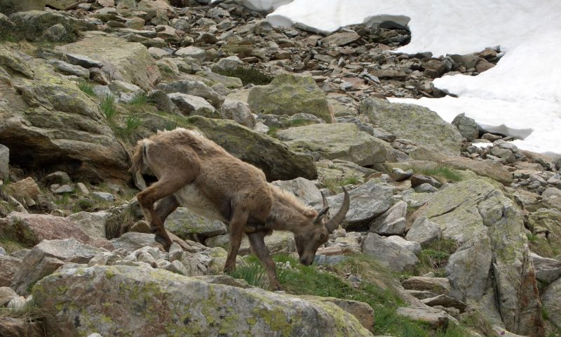 Proteggere capre di montagna: cosa sta facendo una cittadina in Turchia