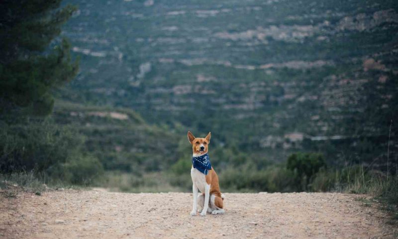 Cani nei bivacchi di montagna: aperto l’appello dell’ENPA